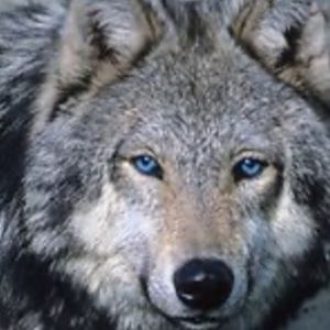 Meet your Posher, Raymir